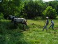 Draft Horse Team Plowing Kentucky Vegetable Garden