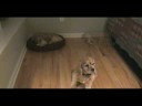 Cloning test/disappearing dog Cloning test/disappearing dog