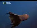 Vampire Squid Vampire Squid