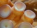Pulpo