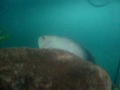 Tive de montar esse aquário às pressas pois a minha fêmea de óscar bronze albino decidiu bater no macho violentamente..    :-(Nesse aquário coloquei como dither-fishes 1 beijador e uma tilápia rendalli(eu já possuía a tilápia),que estão por volta de 10 cm cada e nesse momento tinha alguns lips para ele recuperar as forças pois apanhou demais.. 