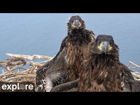 Live-Cam: Vögel - Bald Eagle / Weißkopfseeadler - Horst ...