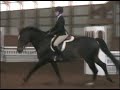 Theo - 3ft Childrens Equitation