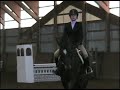theo   3ft childrens equitation