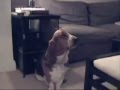 singing basset hound