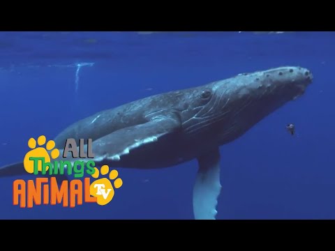 ED and EPPA 09. Humpback Whales Thumbnail