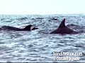 A Pod of Dolphins on Bondi Beach