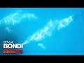 A Pod of Dolphins on Bondi Beach
