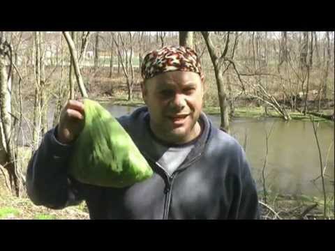 how to harvest jewelweed