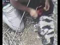 videos de cegonhitas anil 090613 5