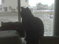 videos de Taboo