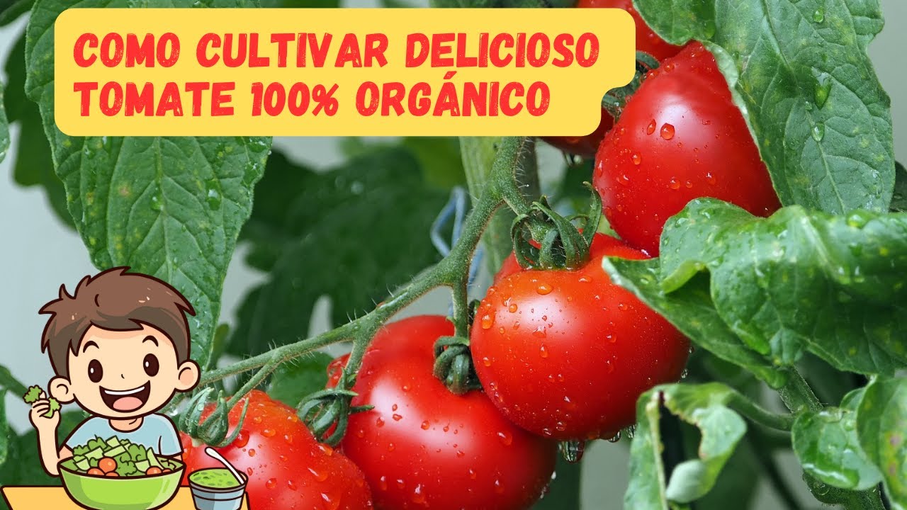 Sabes como cultivar Tomate 100% Orgánico en la propia casa