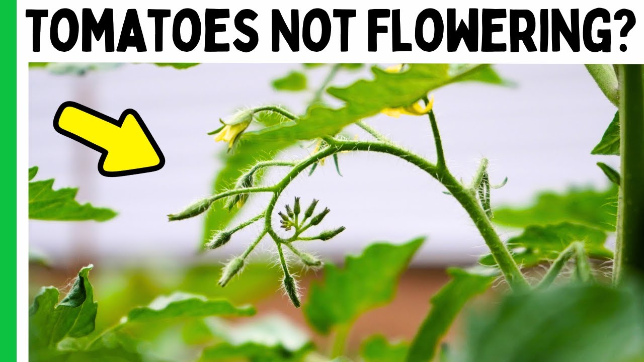 3 Reasons Your Tomatoes Aren't Flowering or Fruiting