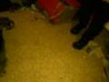 Dog Swatter