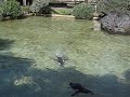Penguin in SFZoo