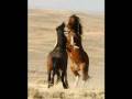 The Stallion and the Foal