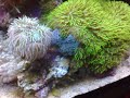 Reef tank vid 21 Nov 09.mp4