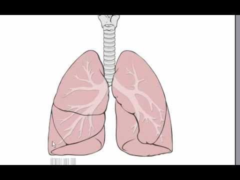 how to drain lungs of pneumonia