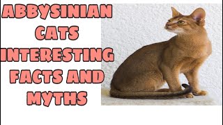 ABBYSINIAN CAT INTERESTING FACTS AND MYTH