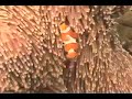 Click here to watch this video bali diving