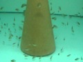 Guarda video