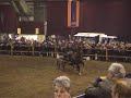 Makari Jetsetter Hackney horse