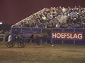 Makari Jetsetter Hackney horse