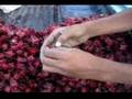 Rosella - Jamaican Sorrel