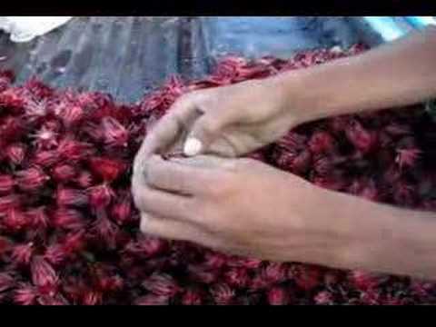 how to harvest hibiscus calyces