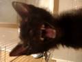 videos de GATTINA MIAO OCCHI A FUNGO