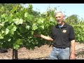 Grape Pruning Grape Pruning
