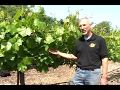 Grape pruning