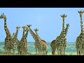 Cheya-Girafa