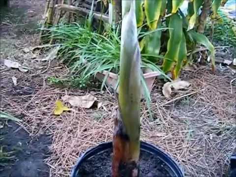 how to replant a pineapple