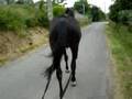 Longues renes