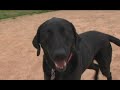 HILARIOUS DOG BLOOPERS