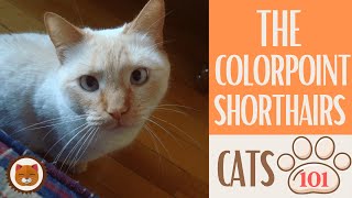 🐱 Cats 101 🐱 COLORPOINT SHORTHAIRS  - Top Cat Facts about the COLORPOINT