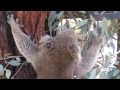 Koala at the National Zoo Canberra