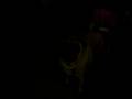 videos de Pug and Rat Terrier Performing to Britney Spears MMMM Papi  as the hot duo 