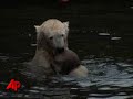 Will Polar Bear Knut Get the Boot? Will Polar Bear Knut Get the Boot?