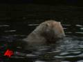 Will-Polar-Bear-Knut