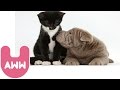 Cat Adopts Puppy Cat Adopts Puppy