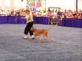 Reliant Park World Series of Dog Shows