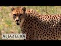 Inside Story - Saving endangered species
