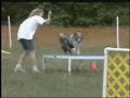 In Memory Of My Sheltie In Memory Of My Sheltie