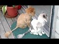 Your DAILY DOSE OF LAUGHTER - Super FUNNY ANIMAL compilation Your DAILY DOSE OF LAUGHTER - Super FUNNY ANIMAL compilation