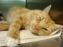Marquette County Humane Society-Quill