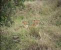 lioness playing with her 3 cubs
