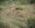 lioness playing with her 3 cubs