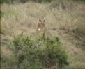 lioness playing with her 3 cubs